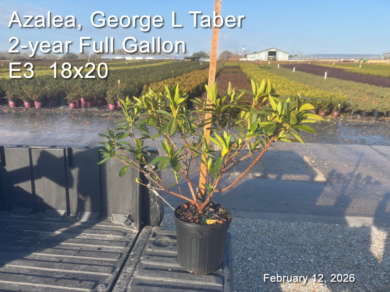 gallery/gt2yf e3 feb12.jpg